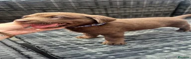 Chocolate Labrador Retriever 1