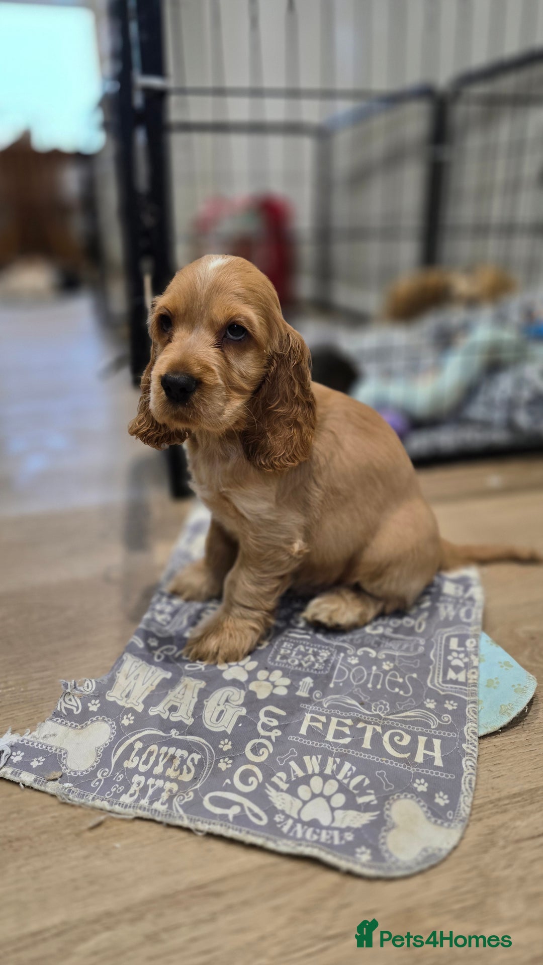 Cocker Spaniel dogs for sale: KC Health tested Golden Show Cocker Spaniel Boy - Advert 2