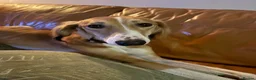 Saluki dogs for sale: Jagger - Male Saluki  - Advert 3