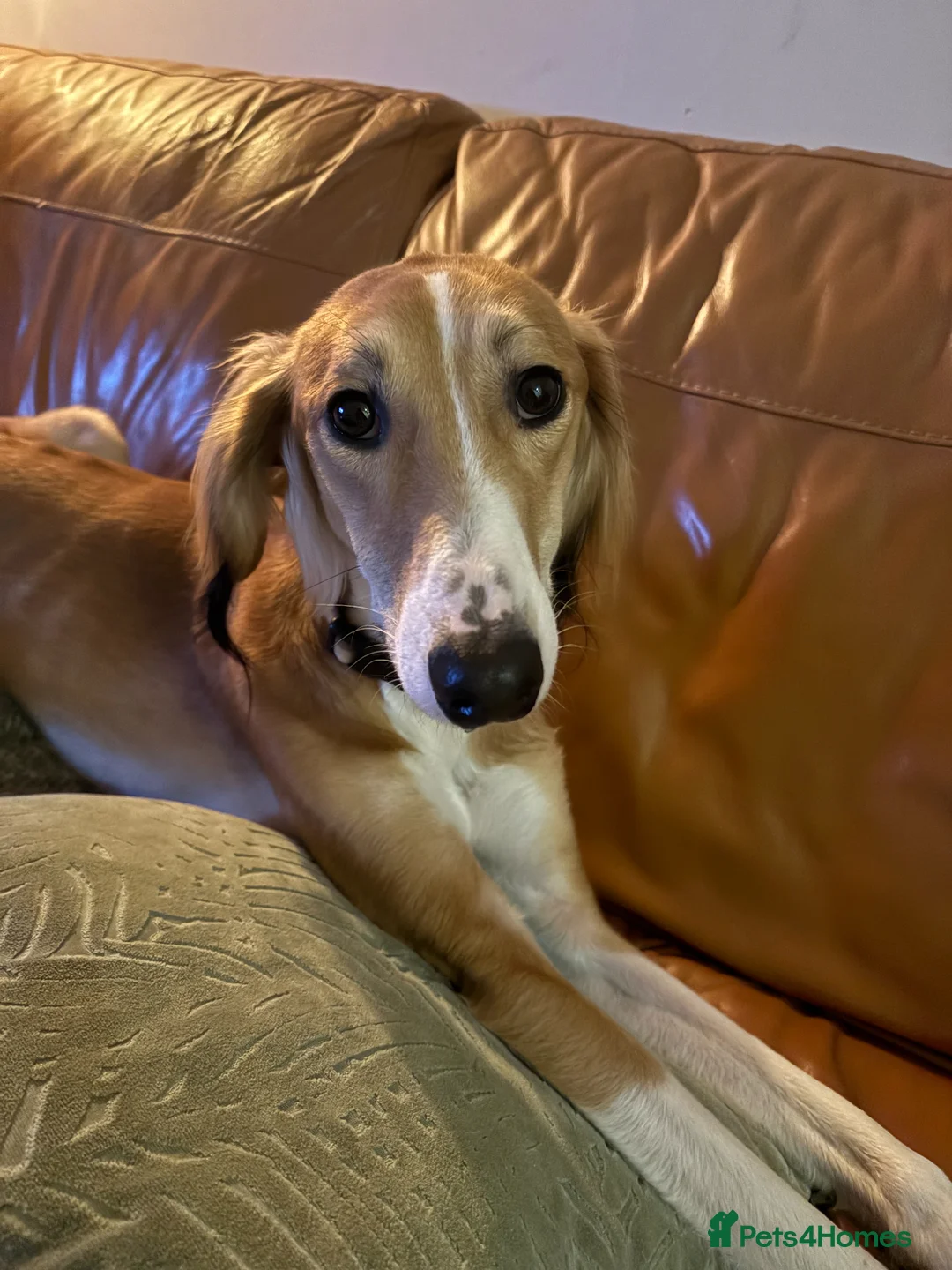 Saluki dogs for sale: Jagger - Male Saluki  - Advert 3