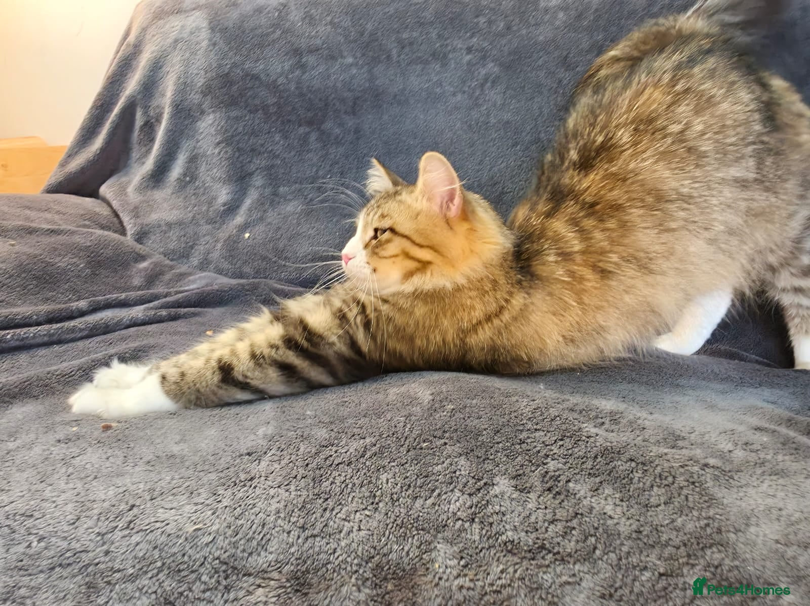 Siberian cats 1 Year old Female Seal Point Siberian - Advert 12