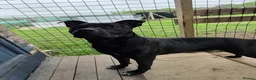 Staffordshire Bull Terrier dogs for adoption: Murphy - Advert 11