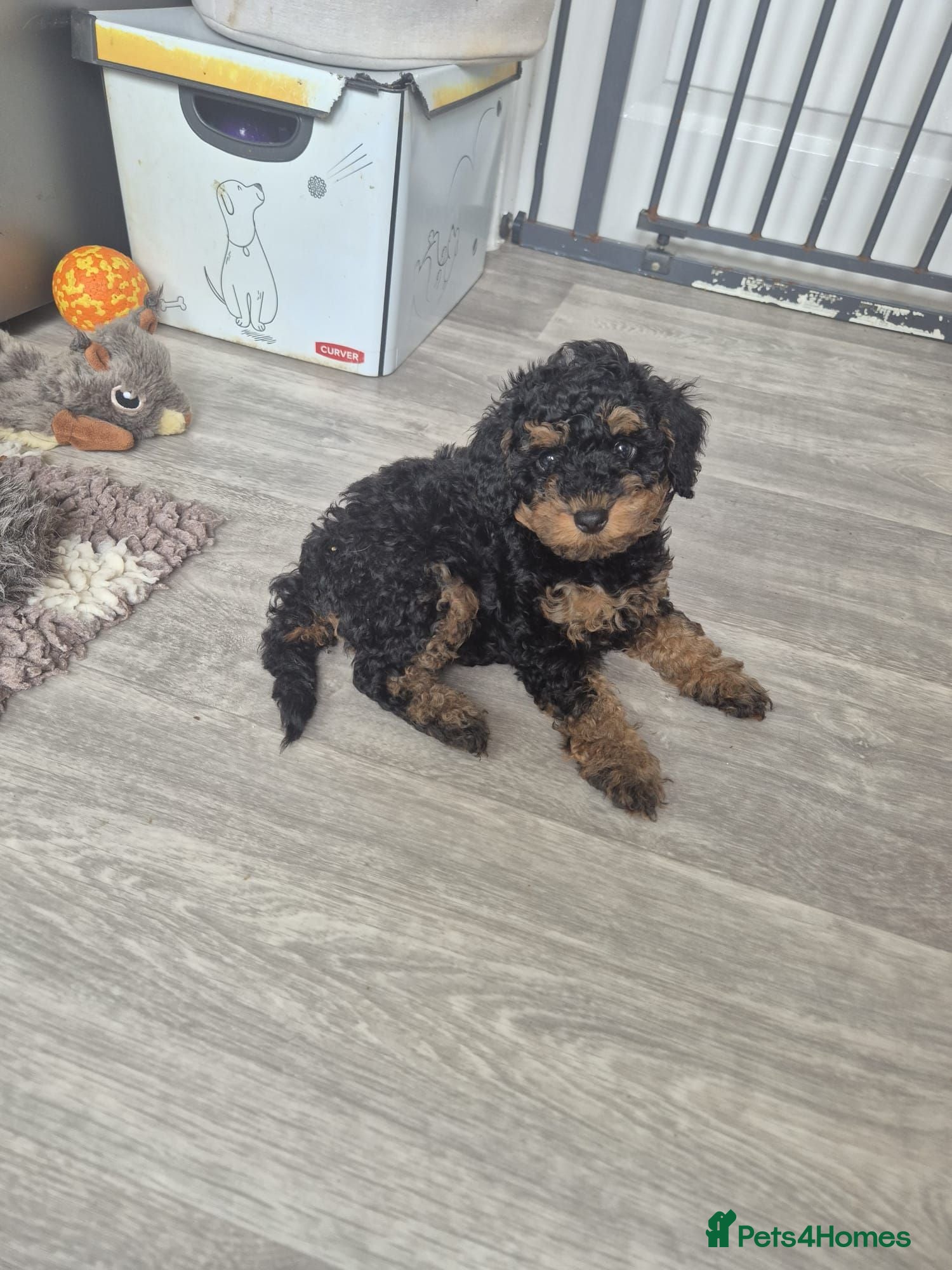 Toy Poodle dogs KC mini toy poodles - Advert 8