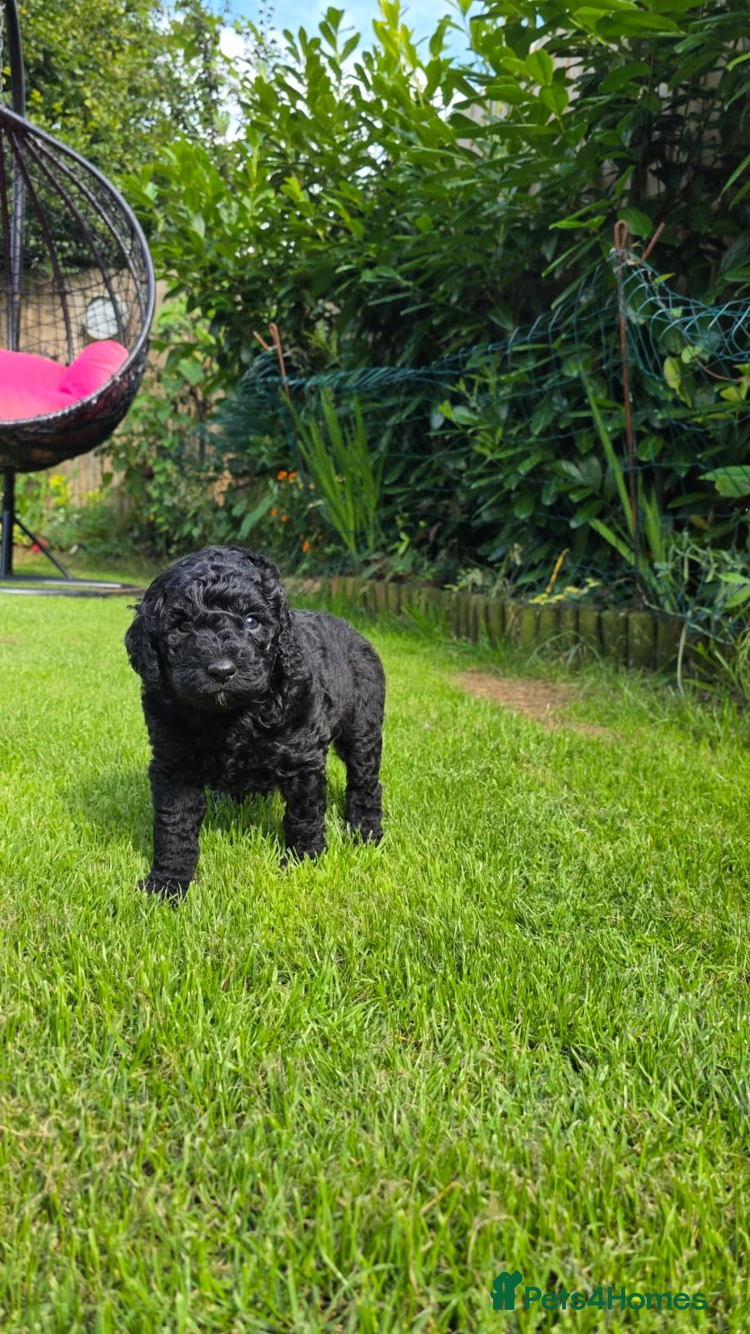 Australian Labradoodle dogs for sale: Reduced-Multigen Aussie Labradoodles curly/nonshed - Image 20