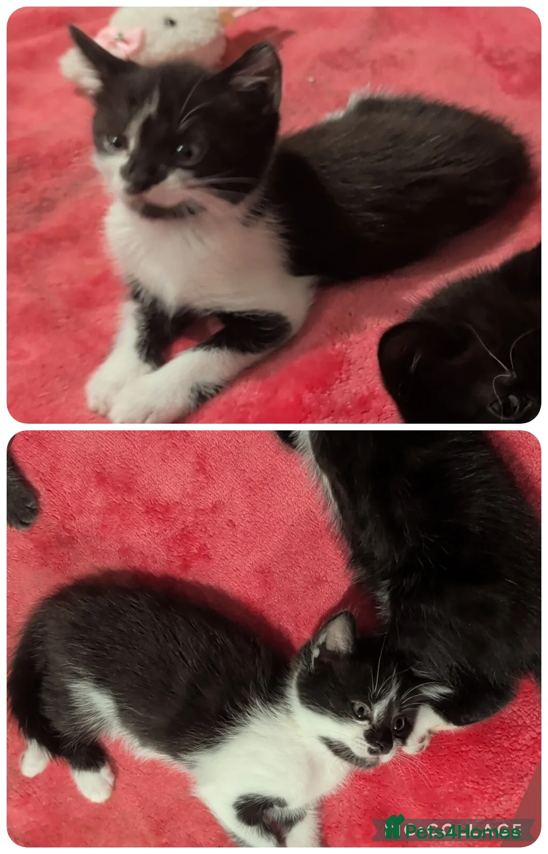 Mixed Breed cats for sale: Female black & white kitten - Advert 2