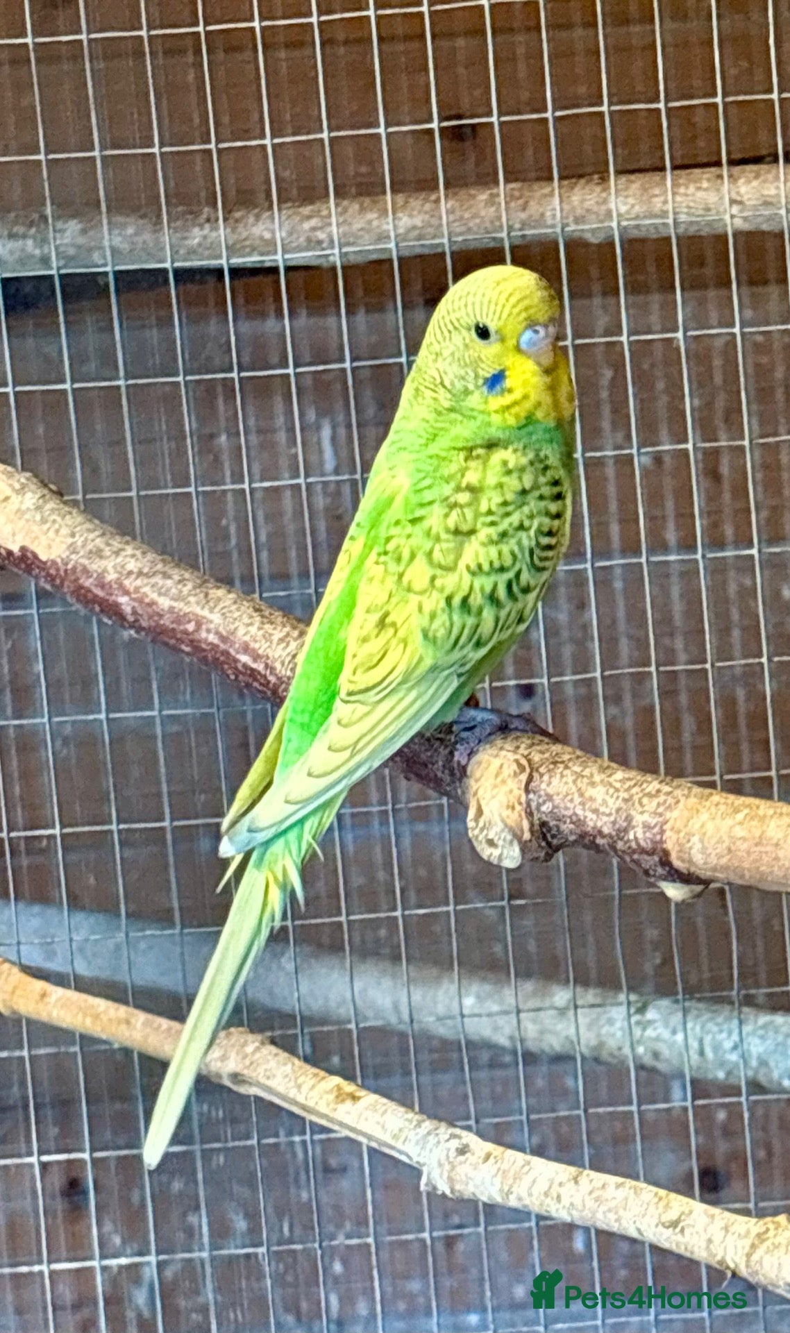 Budgerigars birds Baby Budgies for sale  - Advert 1
