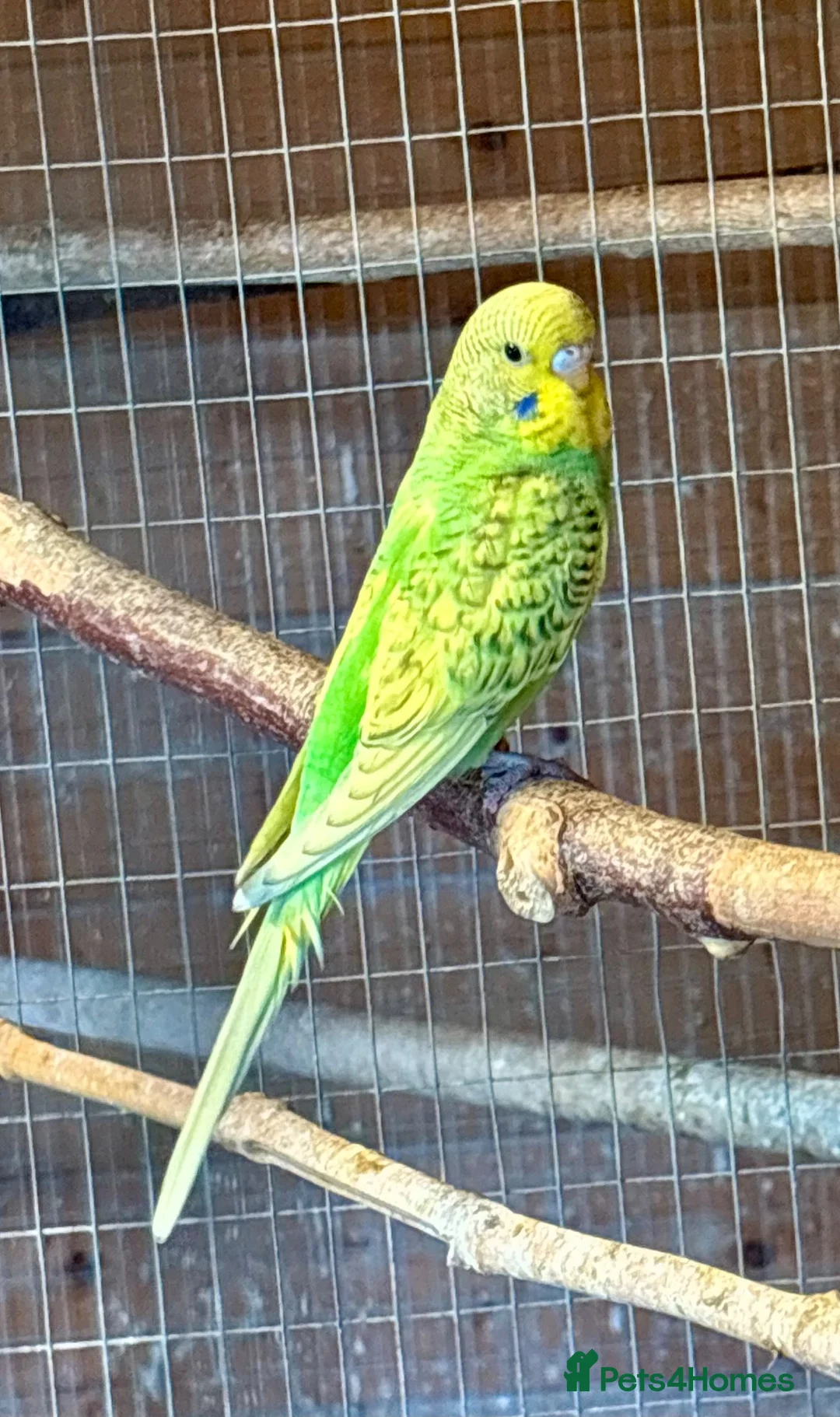 Budgerigars birds for sale: Baby Budgies for sale  - Advert 1