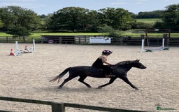 Dartmoor horses for sale: Flint aka Leightor Crumpet  - Image 3