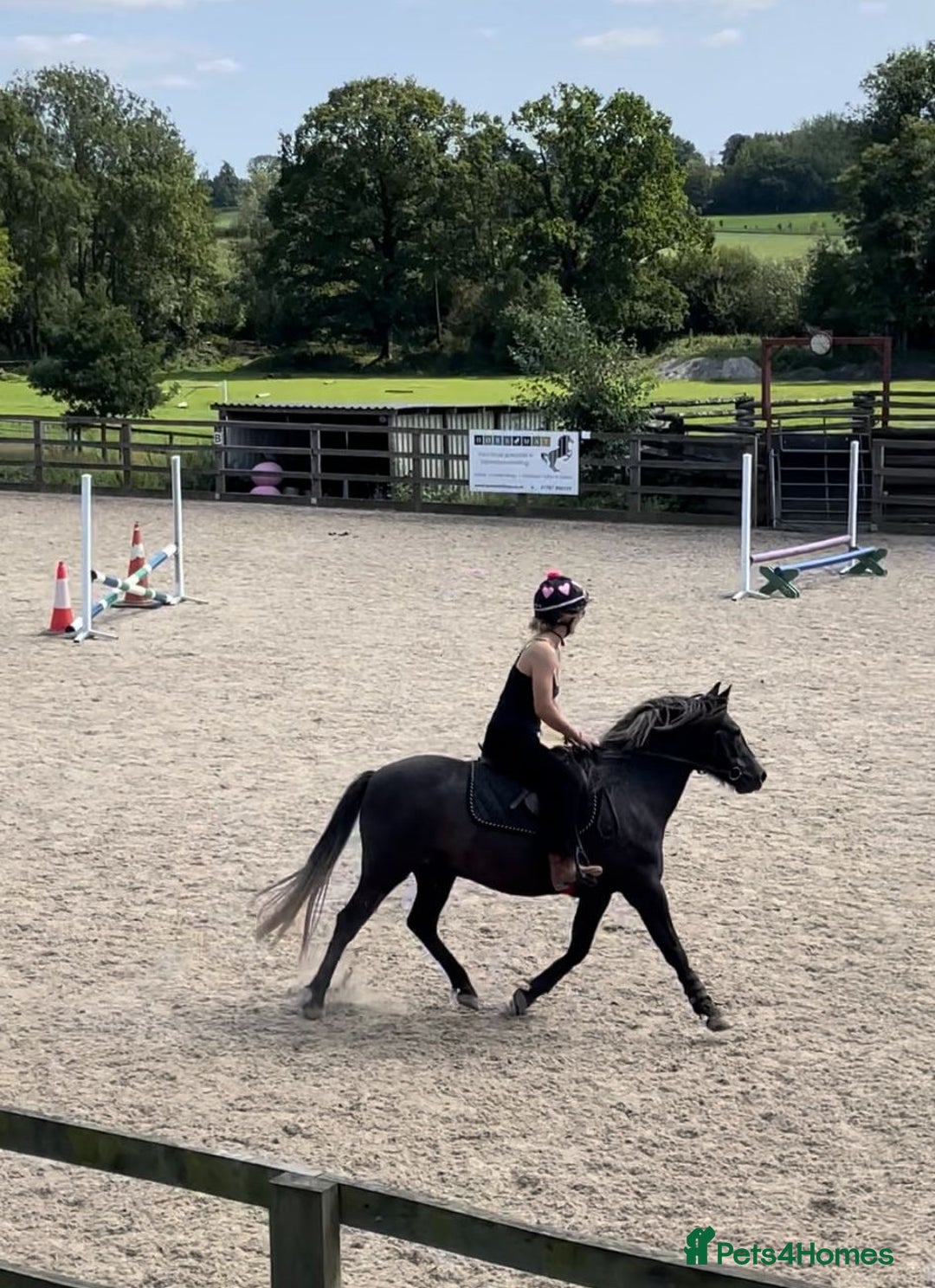 Dartmoor horses for sale: Flint aka Leightor Crumpet  - Image 3