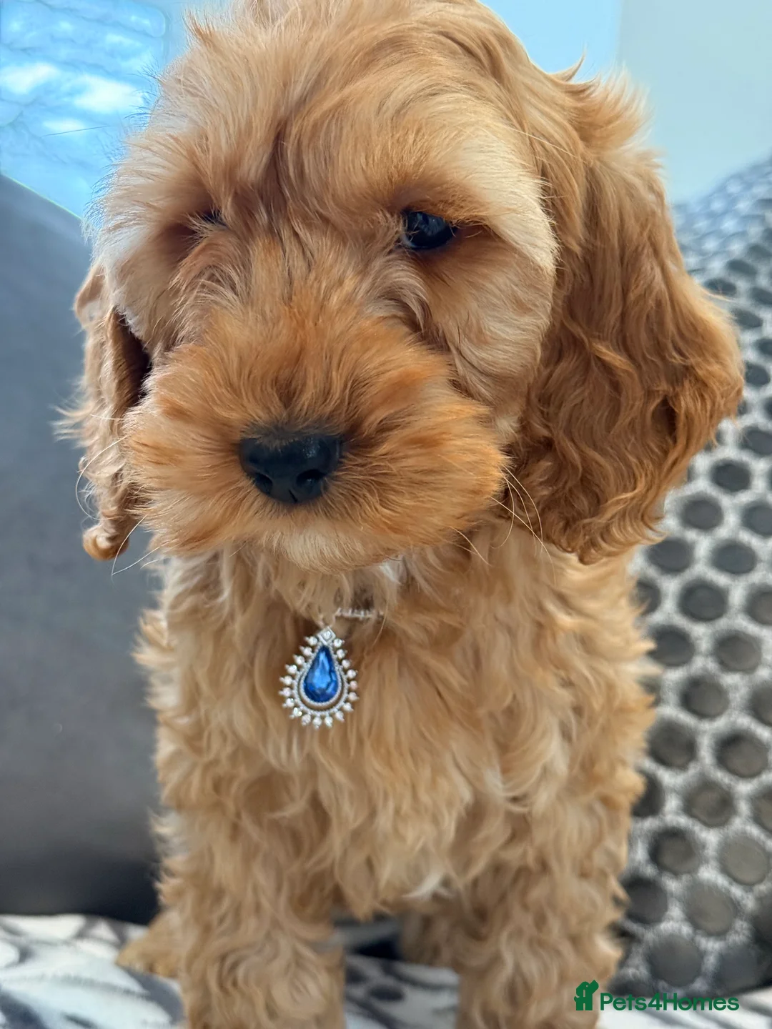 Cockapoo dogs for sale: F1 cockapoo puppies in Hamilton - Advert 3