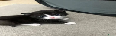 Mixed Breed 3