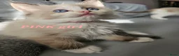 Ragdoll cats for sale: Friendly and playfull Ragdoll x  - Advert 18