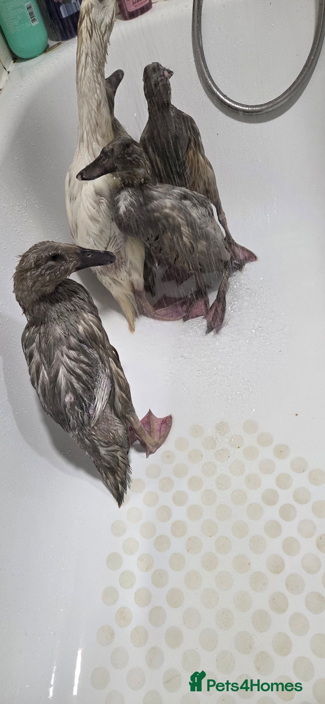 Ducks poultry for sale: Rare colour Pure bred silver runner Ducks  - Advert 3