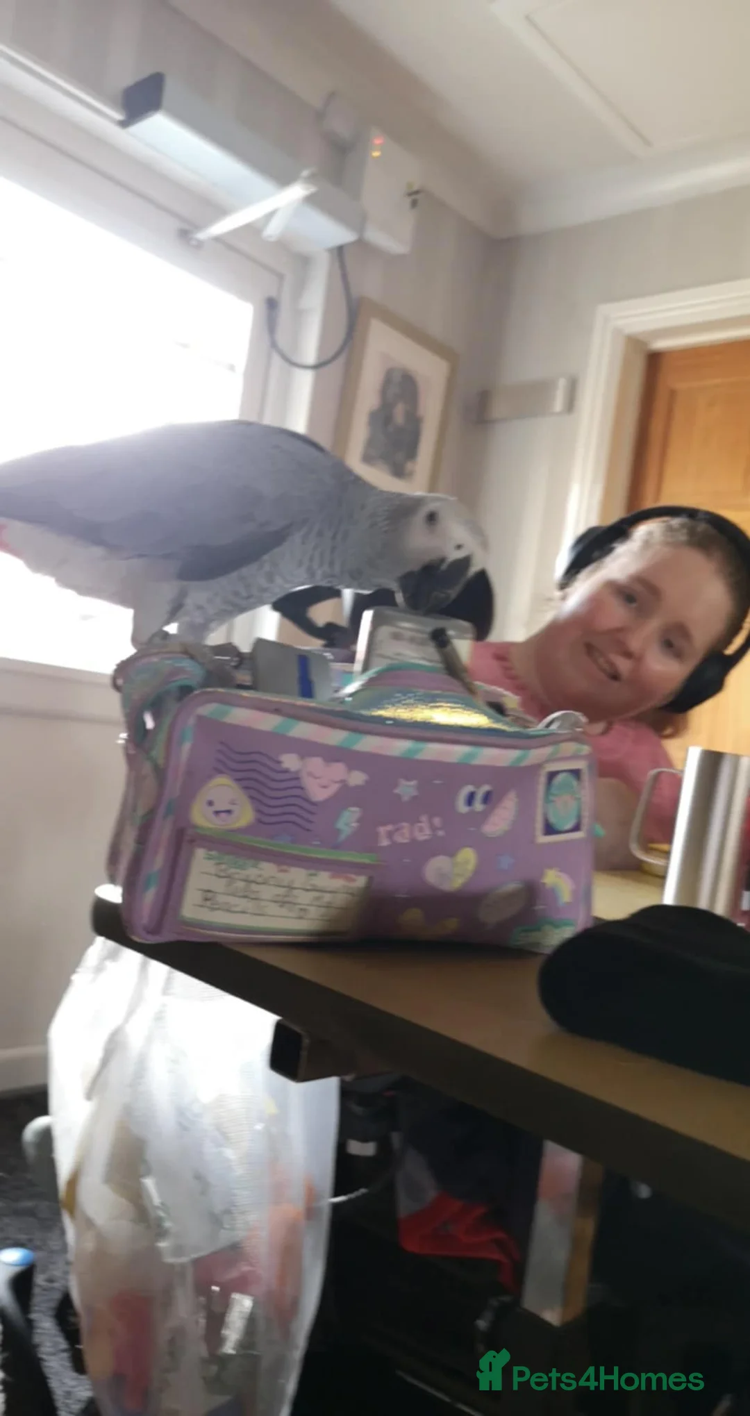 Parrots birds for sale: Beautiful young African Grey - Advert 2