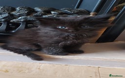 Maine Coon cats for sale: Maine coon kittens ready now - Image 3