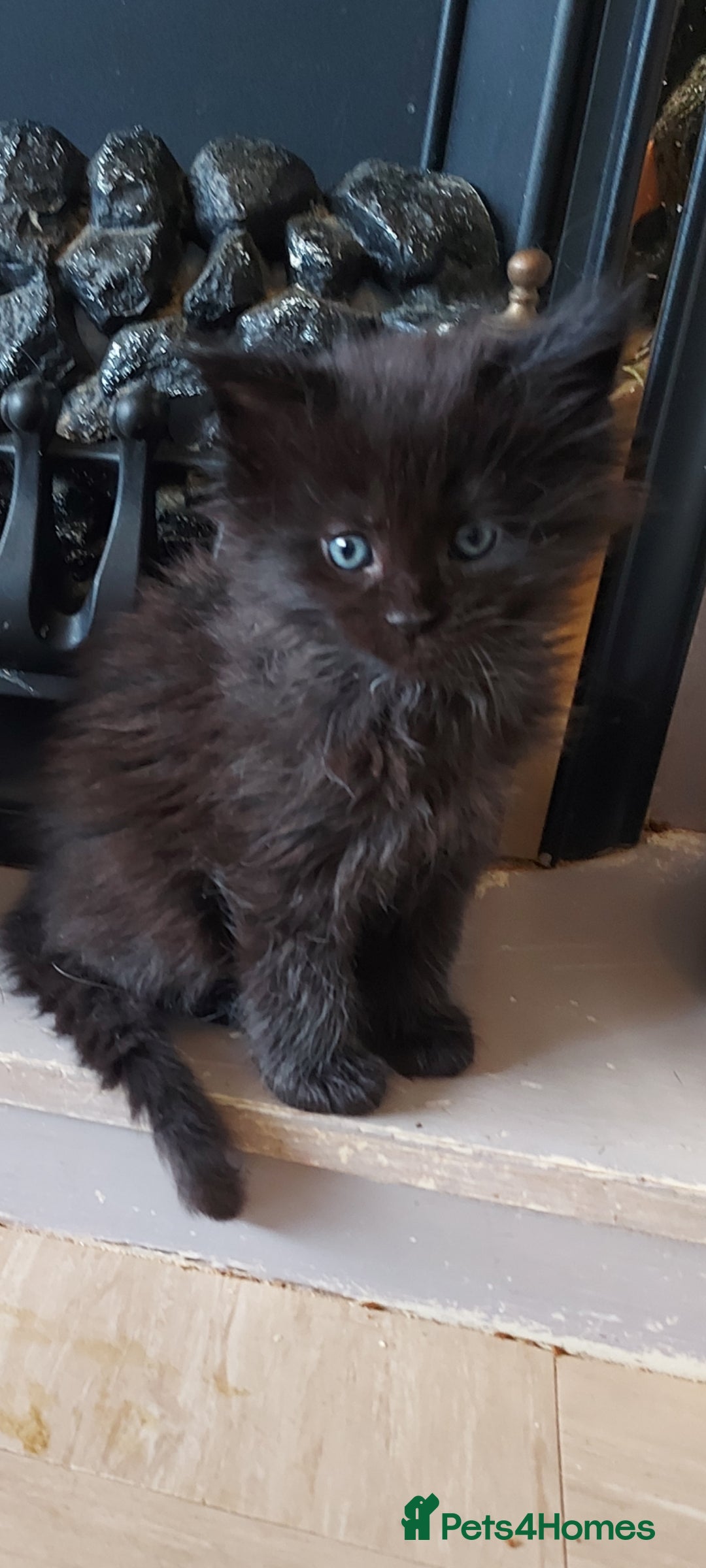 Maine Coon cats for sale: Maine coon kittens ready now - Image 3