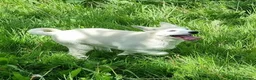 Huskita dogs for sale: Female huskita - Advert 2