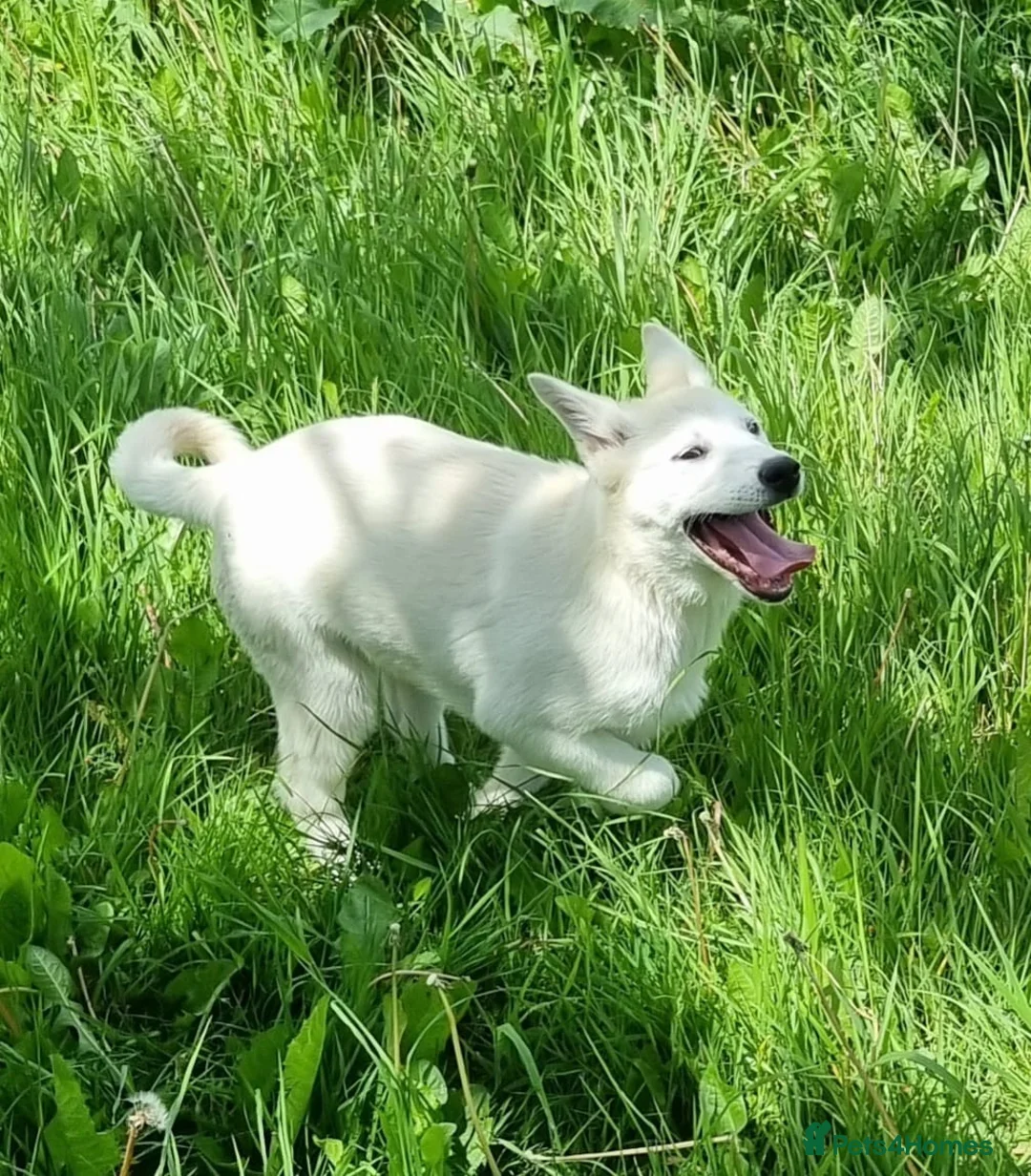 Huskita dogs for sale: Female huskita - Advert 2