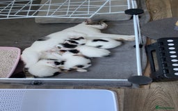 Mixed Breed cats for sale: Adorable Half-Manx Kittens 🐾 - Image 28