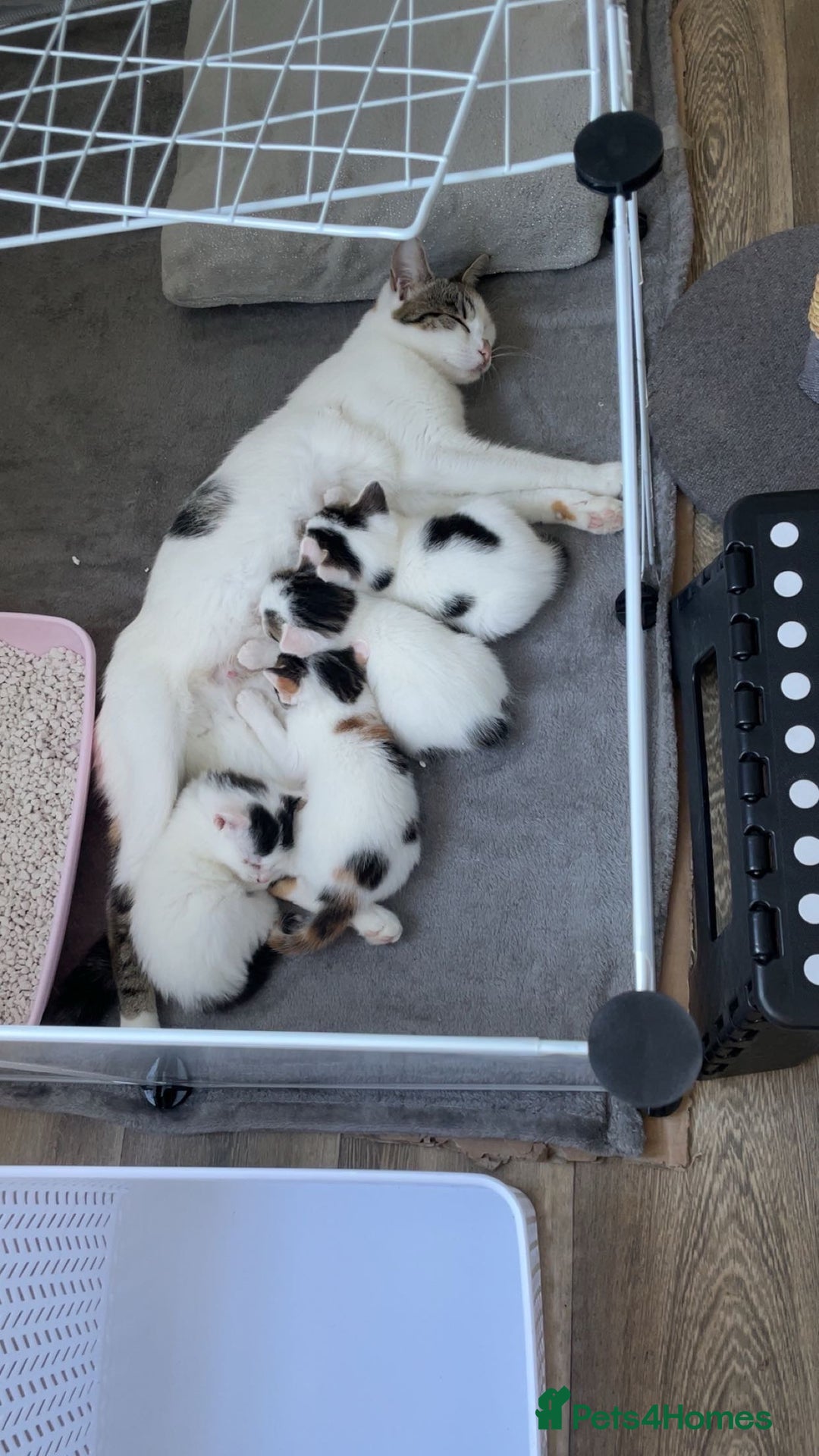 Mixed Breed cats for sale: Adorable Half-Manx Kittens 🐾 - Image 28