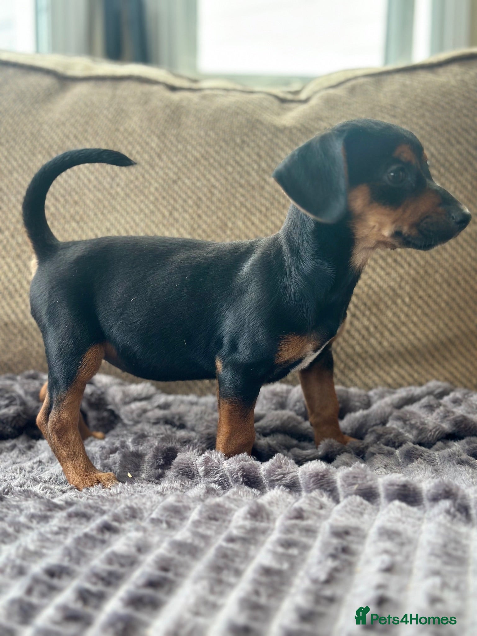 Patterjack dogs Readynow 3/4 jack Russel pups looking for new home - Advert 2