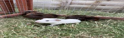 Guinea Pig rodents for sale: Cheeky baby guinea pigs! - Advert 6