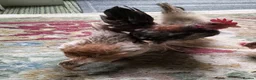 Chickens poultry for sale: Trio of Seramas  in Leicester - Advert 2