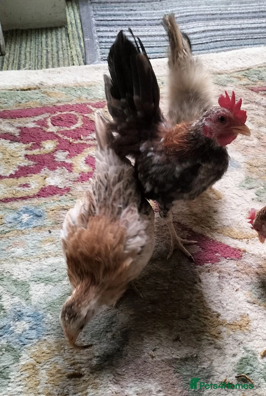 Chickens poultry for sale: Trio of Seramas  in Leicester - Advert 2