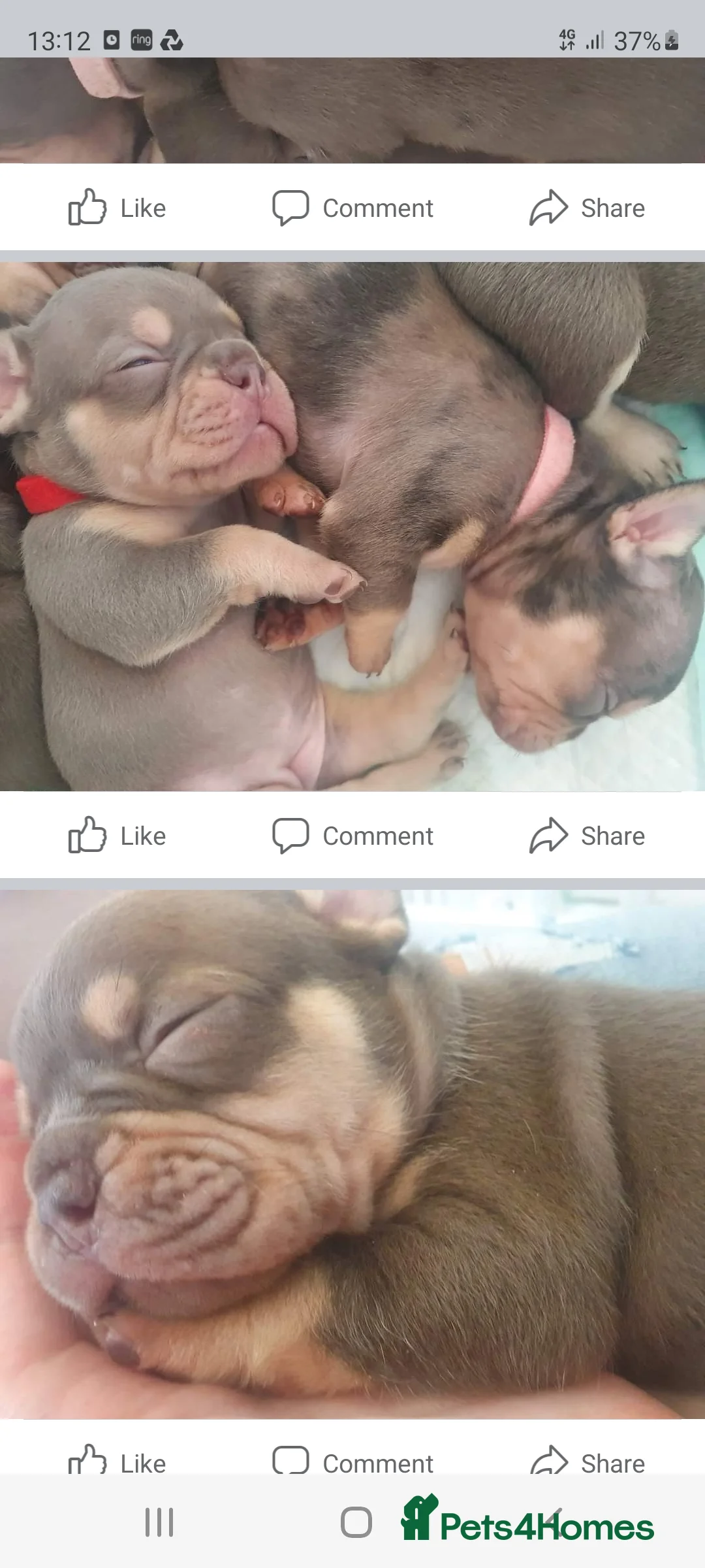 French Bulldog dogs for stud: KC TOP DRAW STUD Ramsgate  in Ramsgate - Advert 36