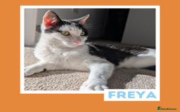 Mixed Breed cats for adoption: The Sassy, Affectionate Charmer - Image 3