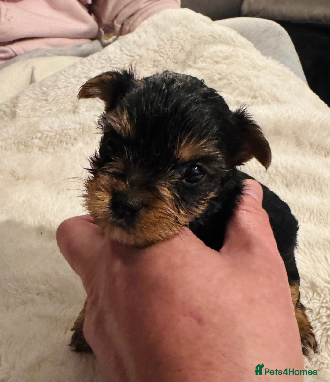 Yorkshire Terrier dogs for sale: Yorkshire Terrier Pups - Advert 4