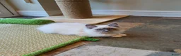 Ragdoll cats for sale: 💖Very Beautiful GCCF Registered Ragdoll Kittens. - Advert 7