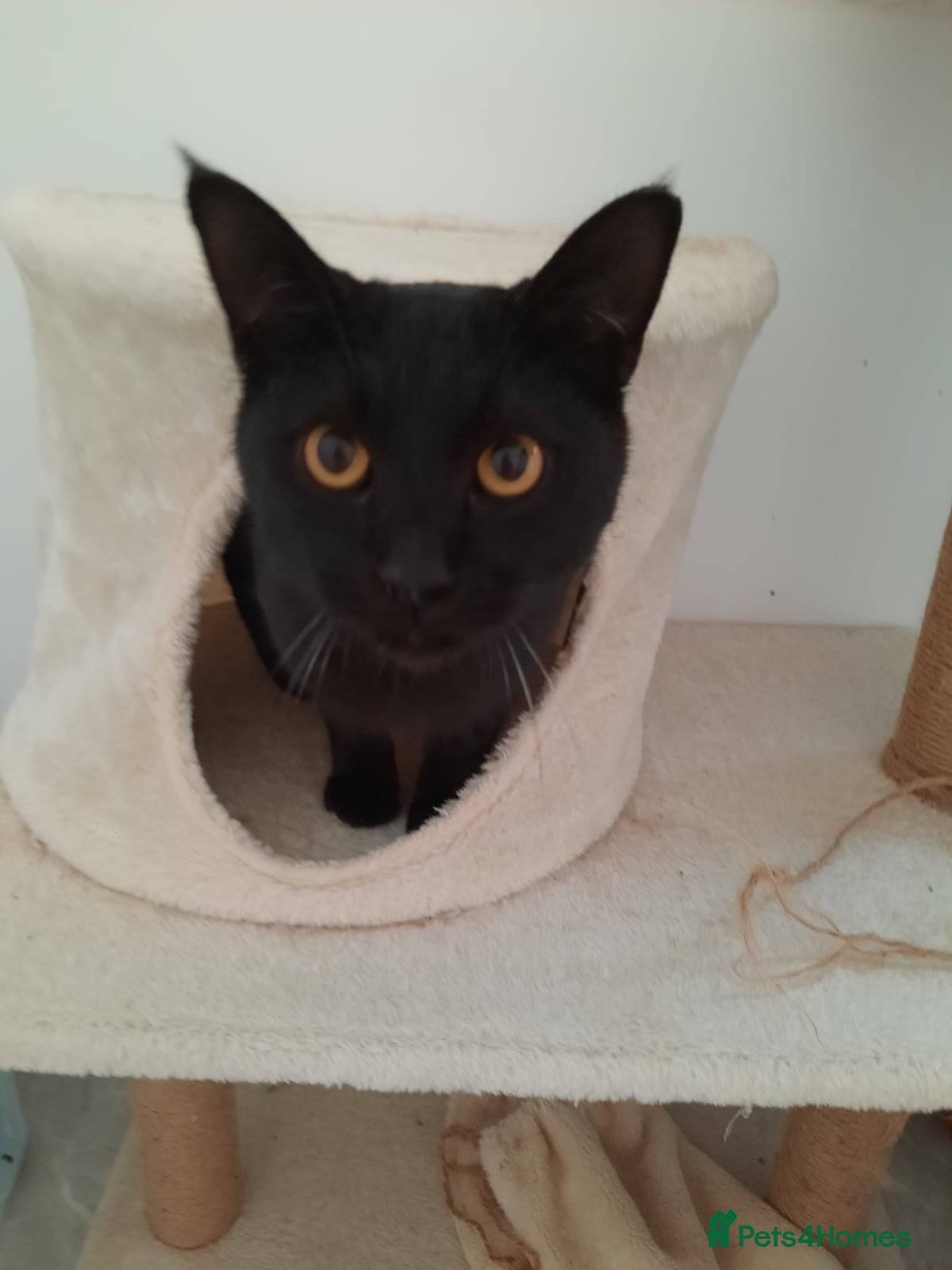 Arabian Mau cats Beautiful Bruno ❤️ - Advert 1