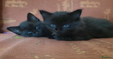 Mixed Breed cats 2 sweet kittens for sale - Advert 2