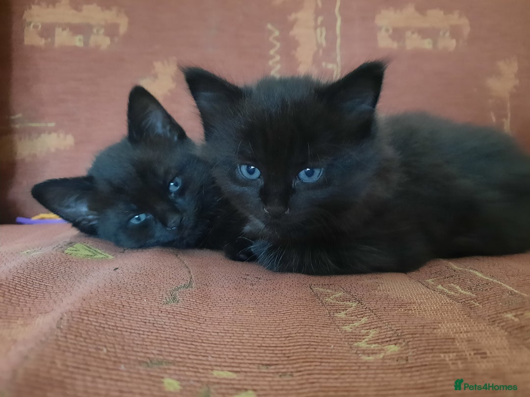 Mixed Breed cats for sale: 2 sweet kittens for sale - Advert 3