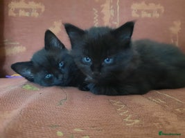 Mixed Breed cats 2 sweet kittens for sale - Advert 3