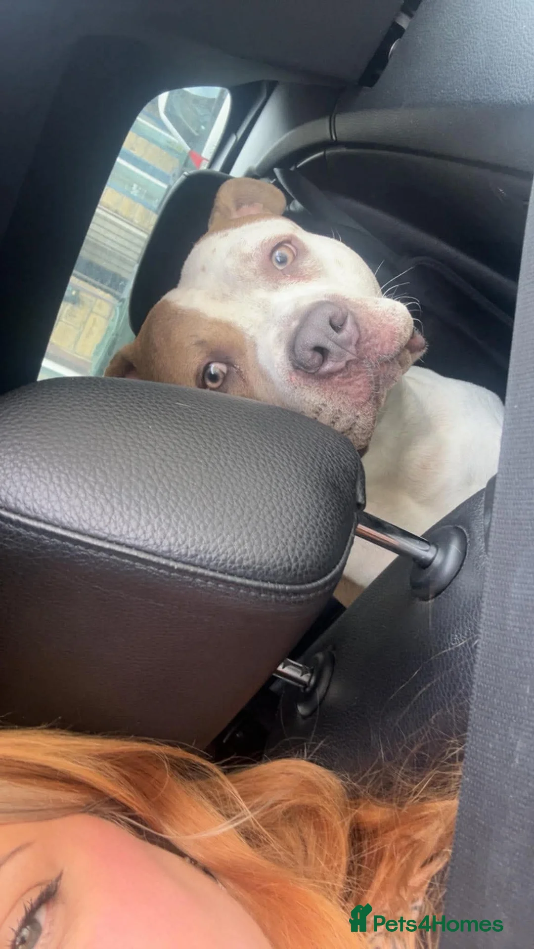 Mixed Breed dogs for sale: Lovely boy patch  in Halifax - Advert 6