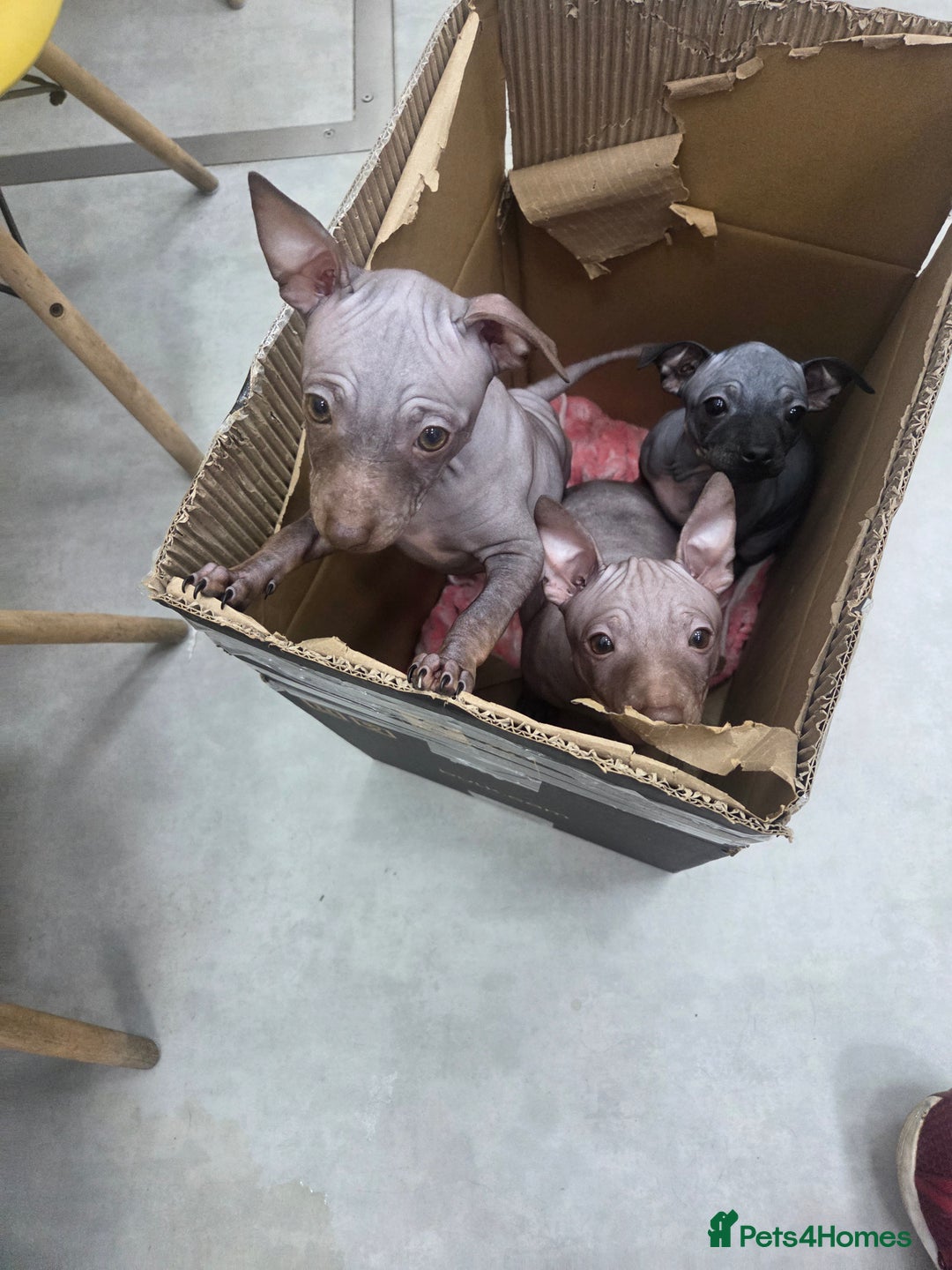 Mexican Hairless dogs for sale: American hairless terrier  - Advert 5