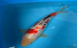 Koi Carp fish for sale: Koi carp - Image 3