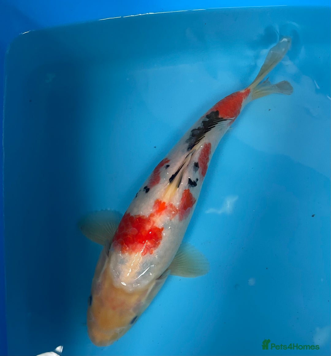 Koi Carp fish for sale: Koi carp - Image 3