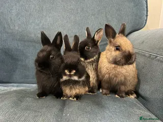 Netherland Dwarf rabbits 4 female purebred Netherland Dwarf Rabbits - Advert 11