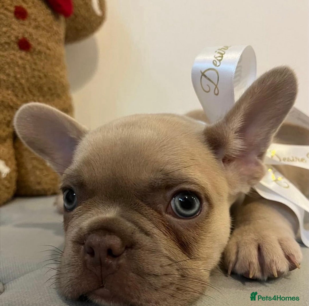 French Bulldog dogs for sale: Last frenchie left out of 6!!! - Advert 1