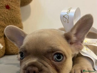 French Bulldog dogs Last frenchie left out of 6!!! - Advert 10