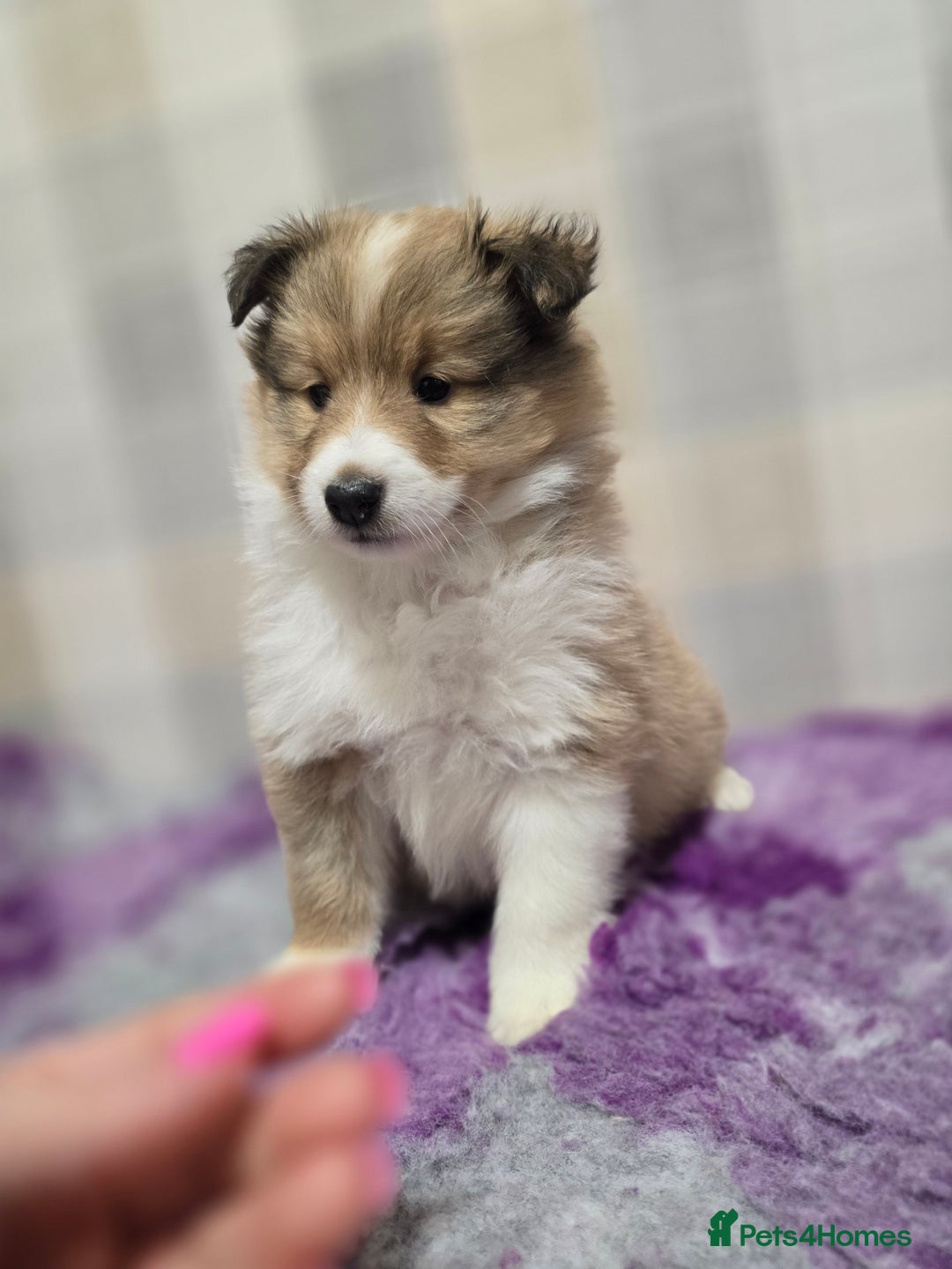 Shetland Sheepdog dogs for sale: Shetland sheepdog girl pups - Advert 3