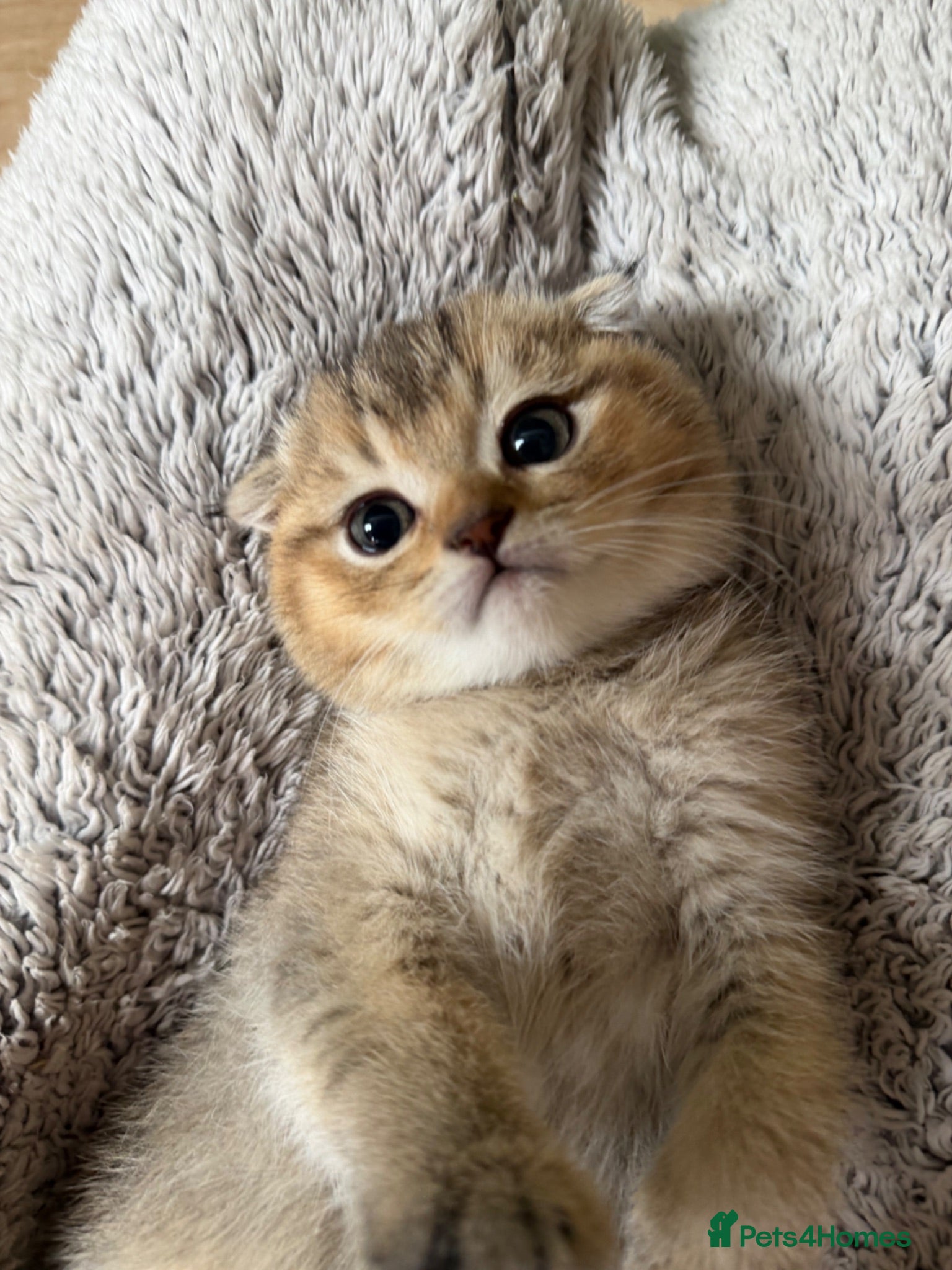 Scottish Fold cats  Pure Breed Scottish Fold/Straight Kittens. - Advert 15