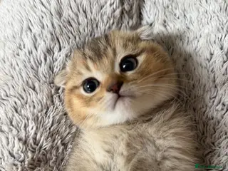 Scottish Fold cats Pure Breed Scottish Fold/Straight Kittens. - Advert 15