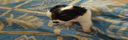 Jack Russell dogs for sale: Jack russell puppies ready now  in Badminton - Advert 2