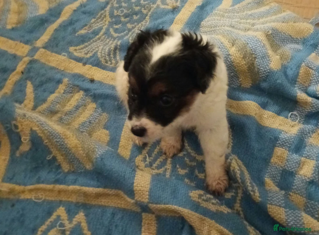 Jack Russell dogs for sale: Jack russell puppies ready now  in Badminton - Advert 2