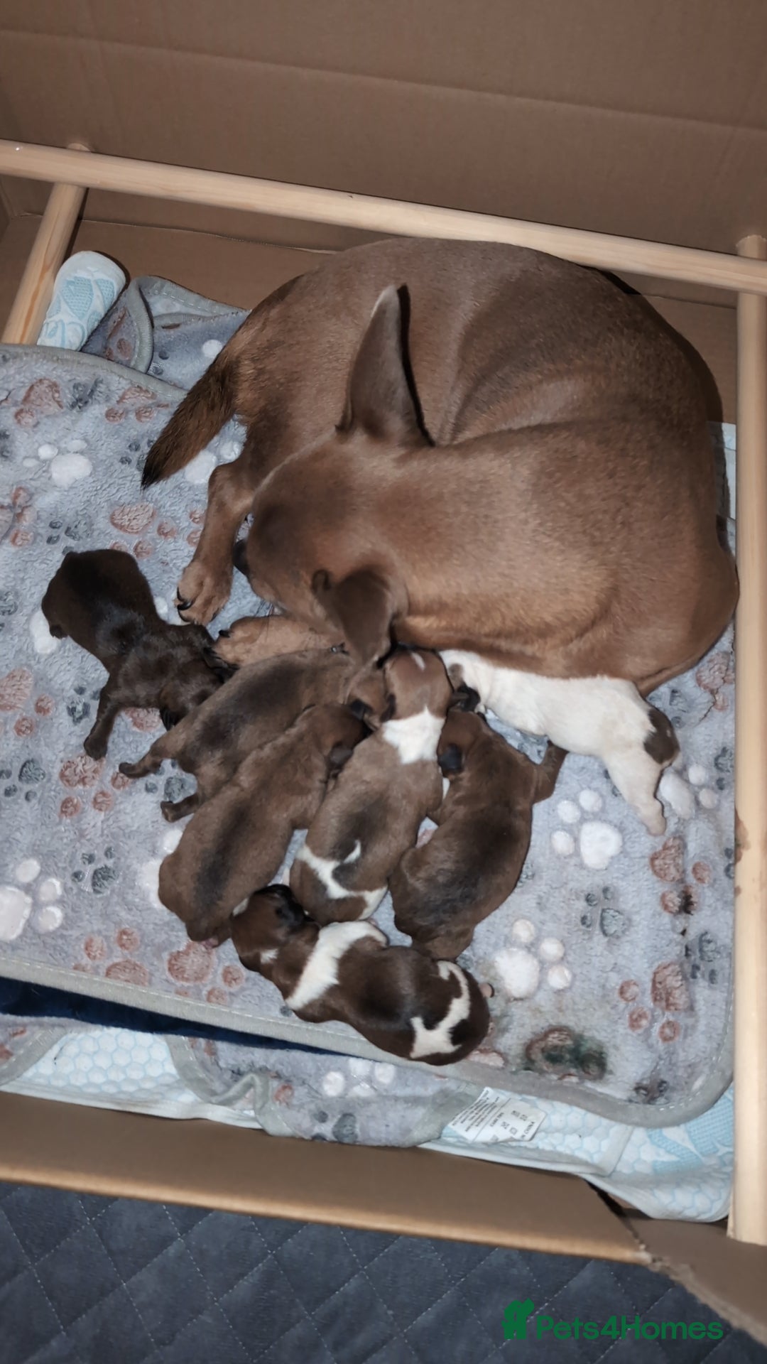 Mixed Breed dogs for sale: Cross breed puppies - Image 2