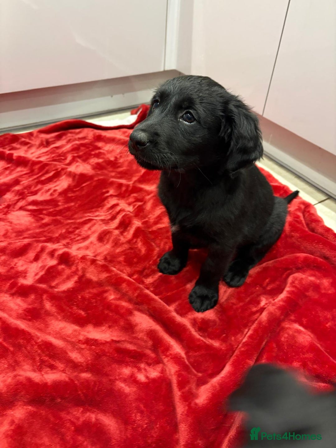 Mixed Breed dogs for sale: Rare black golden cocker puppies - Image 13